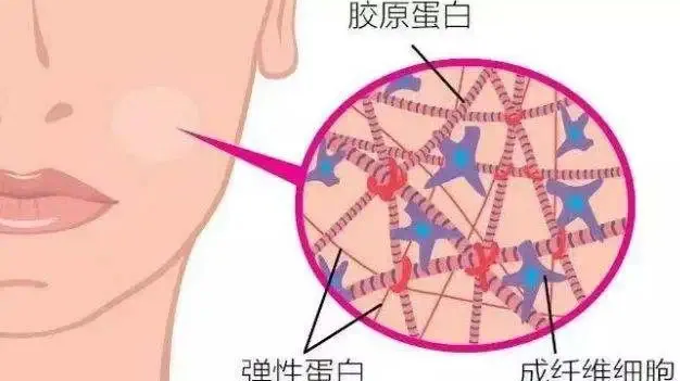 科普：「III型胶原蛋白」中胚层抗衰