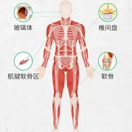 科普：「III型胶原蛋白」中胚层抗衰