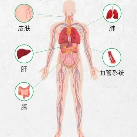 科普：「III型胶原蛋白」中胚层抗衰