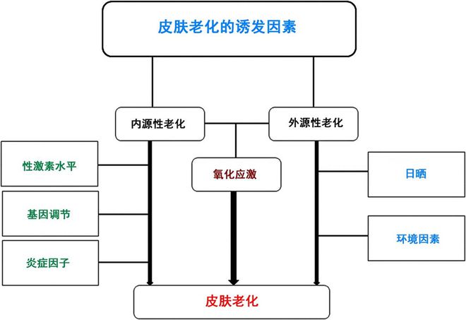 科普：「皮肤老化」真相揭秘