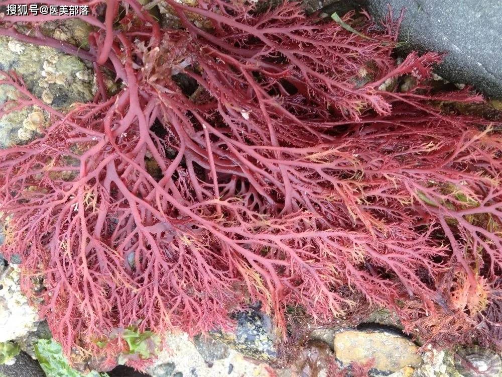 花瓣生物：新一代「填充剂」搅局者「琼脂糖」AGAFILLER 