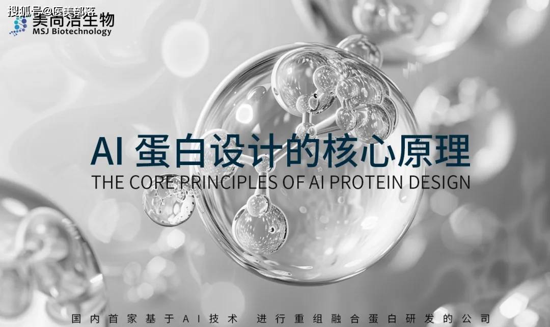 美尚洁 | 「AI蛋白设计」先行者，开启「中国产业化」新篇章