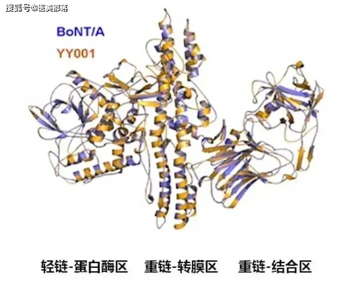华东医药 | 独家代理「重组A型」肉毒素「医美适应症」上市获受理