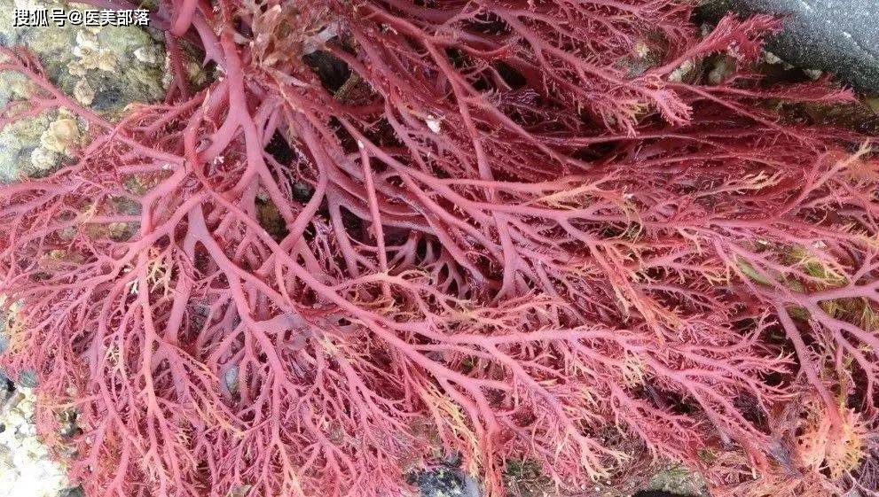 花瓣生物 | 安柔美「琼脂糖凝胶」临床启动，引领「注射填充」材料新潮流