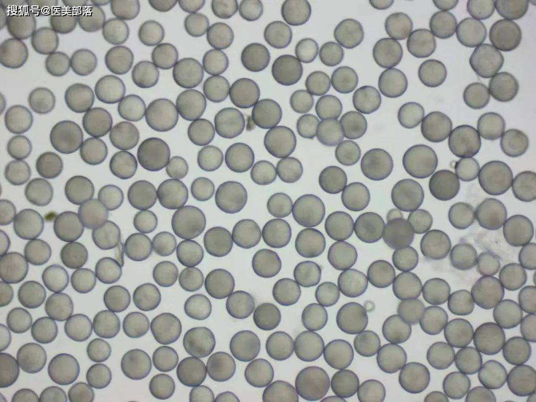 重磅 | 「欣适妍童颜」震撼登场，2025乐伊美生物再启「医美」新篇章
