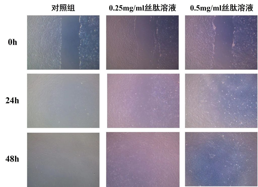 丝研生物 | 重磅原料「芯丝素™」丝素肽上市，引领「丝素蛋白」研发新高度