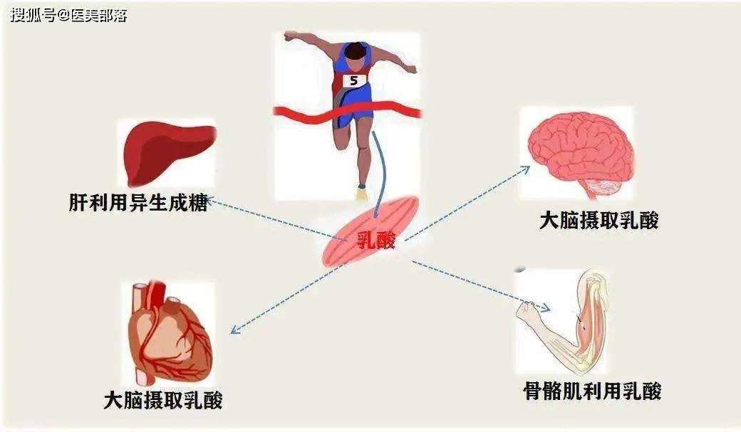 重磅 | 「童颜针」能不能打，从「基因层面」彻底剖析 