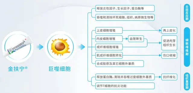金扶宁 | 从烧伤修复到医美术后「黑科技」，开启「修复抗衰」新纪元