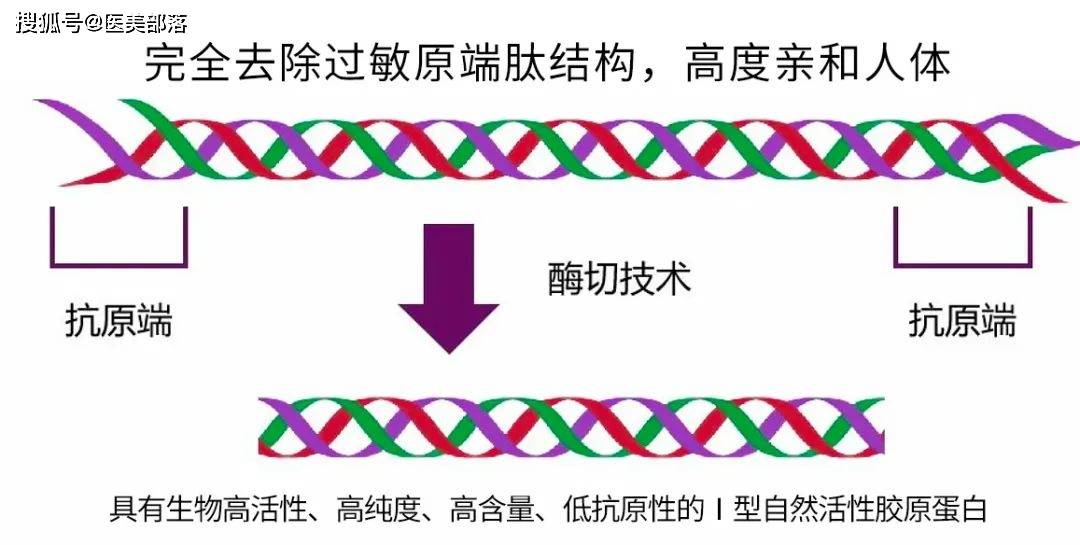 重磅 | 天津松果生物天然活性「I型胶原蛋白」，重塑「医美填充」新标准
