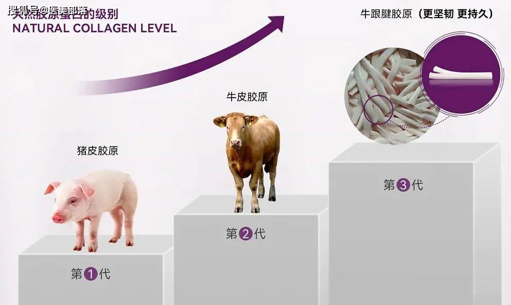 重磅 | 天津松果生物天然活性「I型胶原蛋白」，重塑「医美填充」新标准