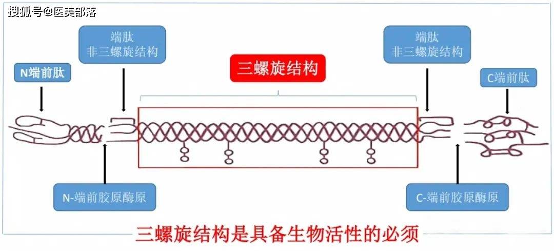 重磅 | 天津松果生物天然活性「I型胶原蛋白」，重塑「医美填充」新标准