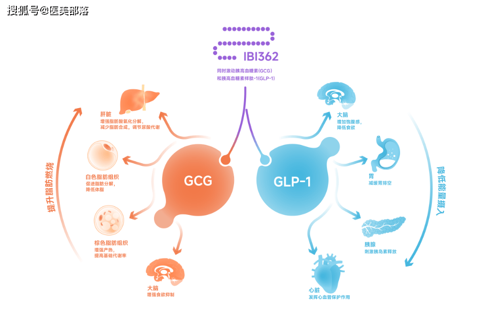 信达生物 | 全球首个「减重注射版」玛仕度肽「信尔美」正式获批