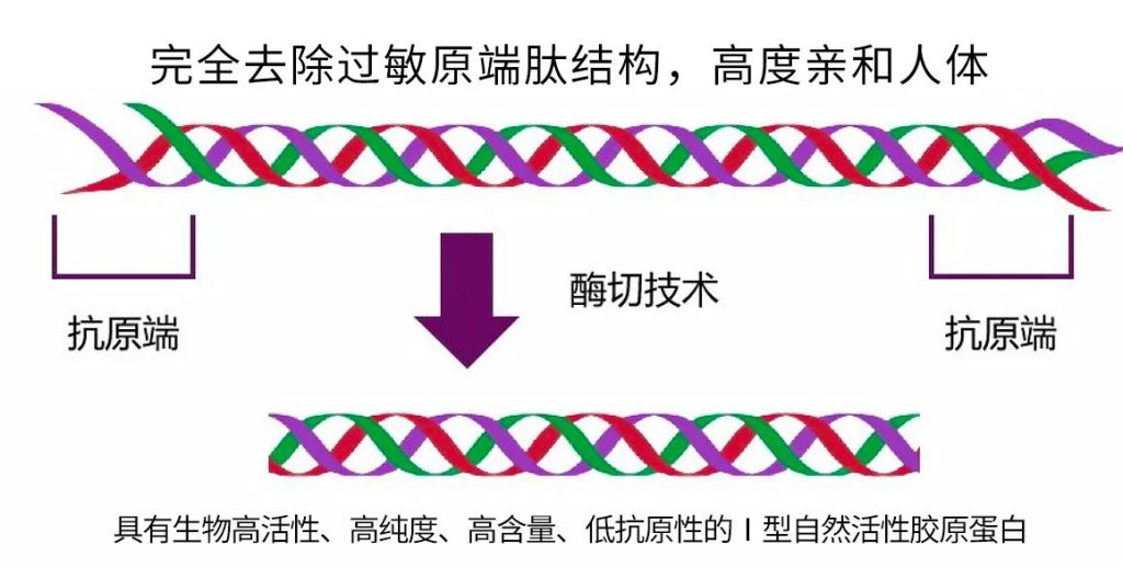 重磅 | 天津松果生物天然活性「I型胶原蛋白」，重塑「医美填充」新标准