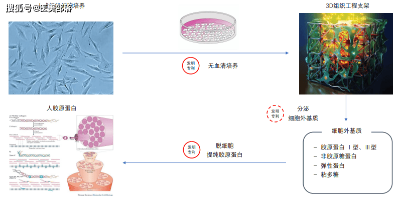 寻美之旅 | 「白鲸薇光」专注皮肤美学，揭秘「厚皮能量人胶原」的科技护肤力