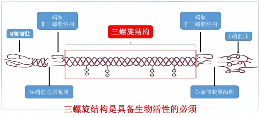 重磅 | 天津松果生物天然活性「I型胶原蛋白」，重塑「医美填充」新标准