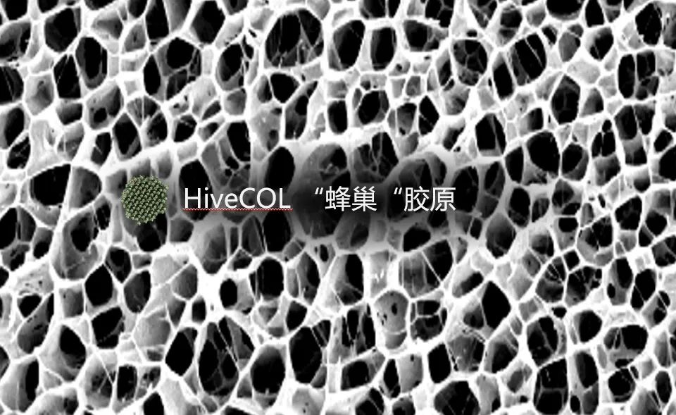 锦波生物 | 重源®新生「HiveCOL蜂巢胶原」全球首发，开启胶原抗衰「组织新生」时代